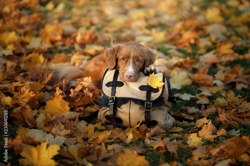 The dog lies on a bag in the autumn in park. Journey. Nova Scotia Duck Tolling Retriever, Toller. Travel with a dog