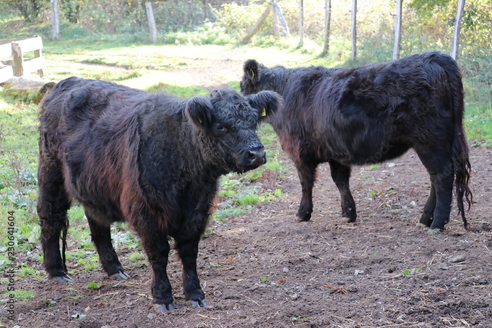 Fototapeta premium Schwarze Galloway Rinder aus Schottland (Hochland Rinder)