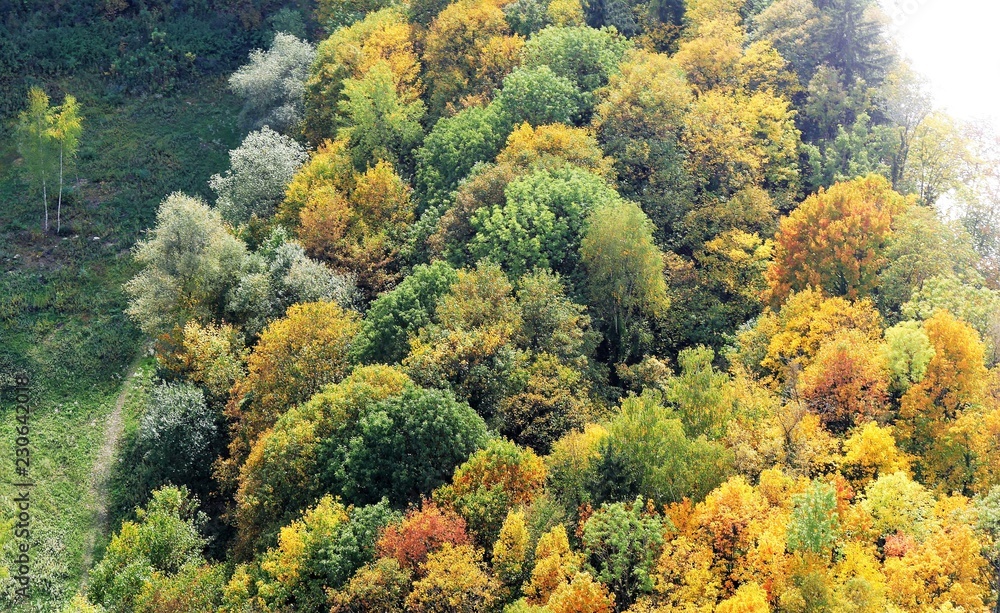Herbstwald Herbstwald