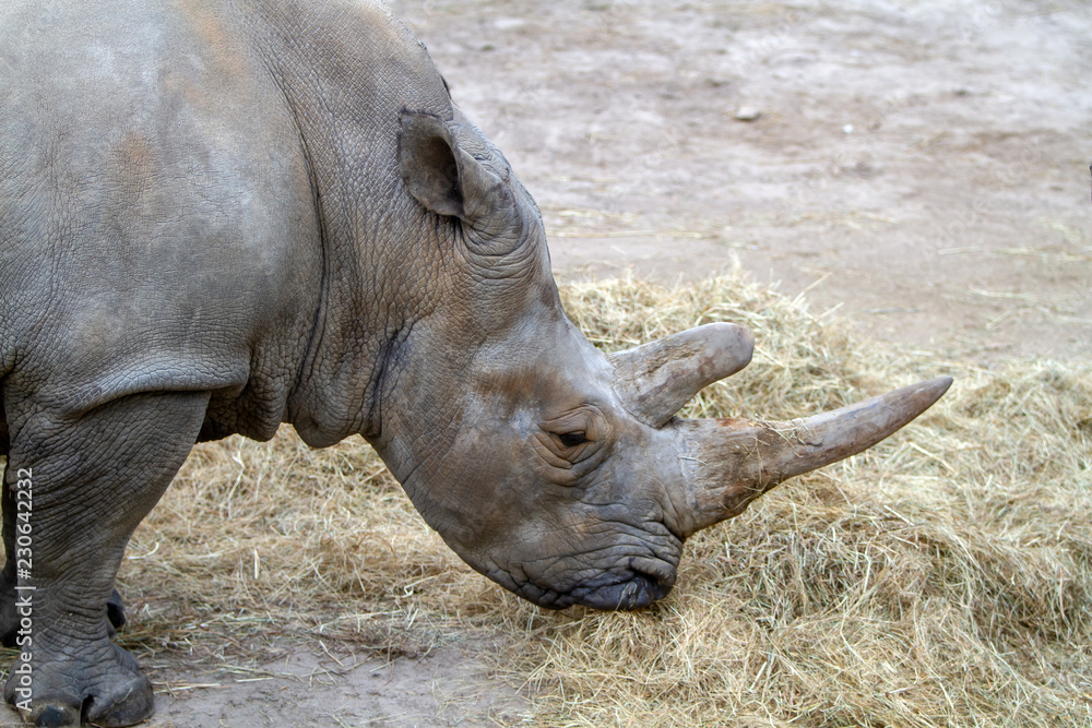 Obraz premium Rhinoceros blanc