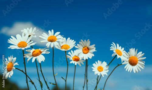 natural background of many beautiful wild flowers white daisies on blue sky