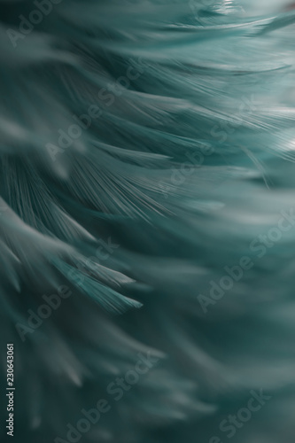 Bird,chickens feather texture for background,Abstract,postcard,blur style,soft color of art design.fashion 2018 trend.