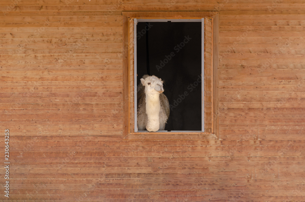 Close up shot of beautiful camel's face in the barn.