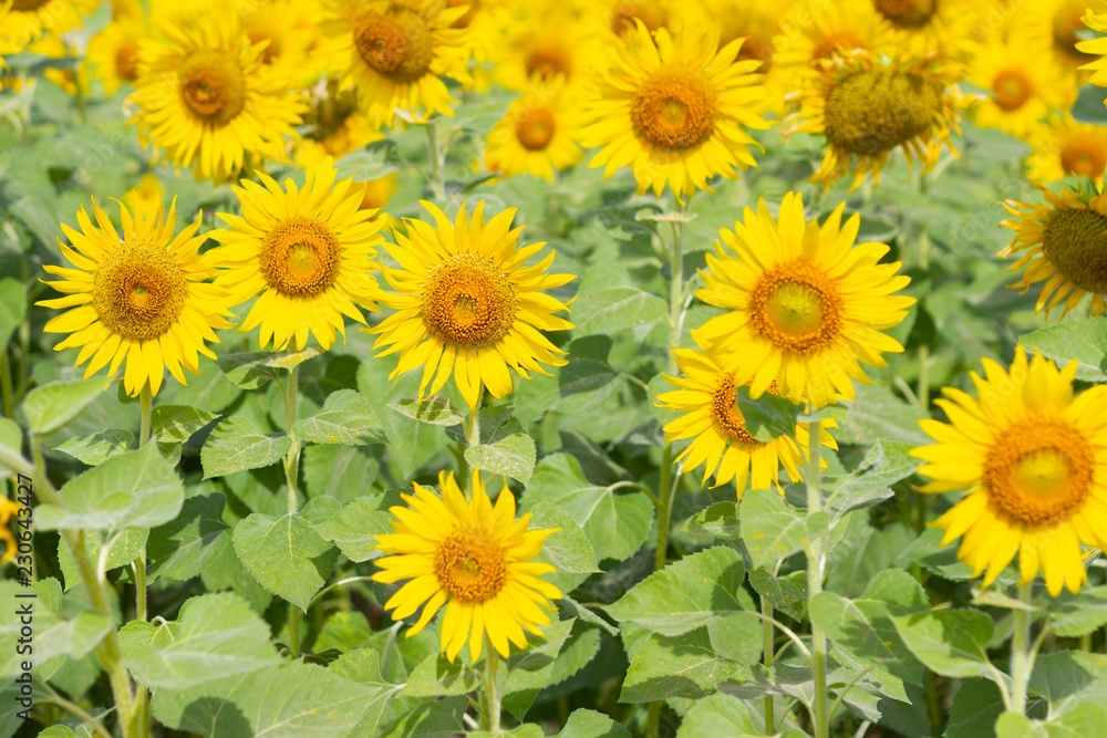 Closeup Beautiful of a Sunflower or Helianthus in Sunflower Field, Bright yellow sunflower Lopburi, Thailand Closeup Beautiful of a Sunflower or Helianthus in Sunflower Field, Bright yellow sunflower Lopburi, Thailand