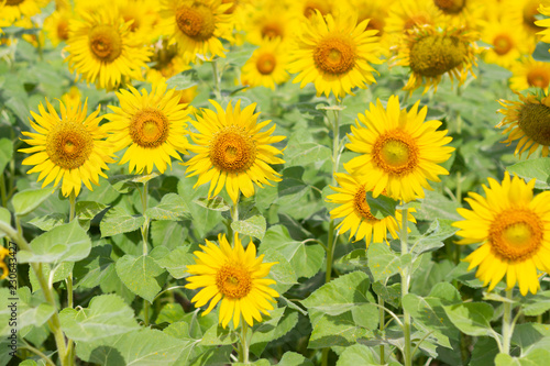 Fototapeta Naklejka Na Ścianę i Meble -  Closeup Beautiful of a Sunflower or Helianthus in Sunflower Field, Bright yellow sunflower Lopburi, Thailand