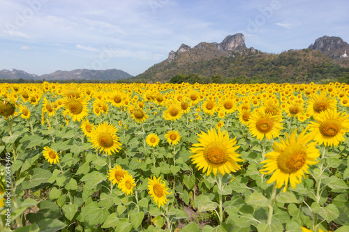 Fototapeta Naklejka Na Ścianę i Meble -  Closeup Beautiful of a Sunflower or Helianthus in Sunflower Field, Bright yellow sunflower Lopburi, Thailand