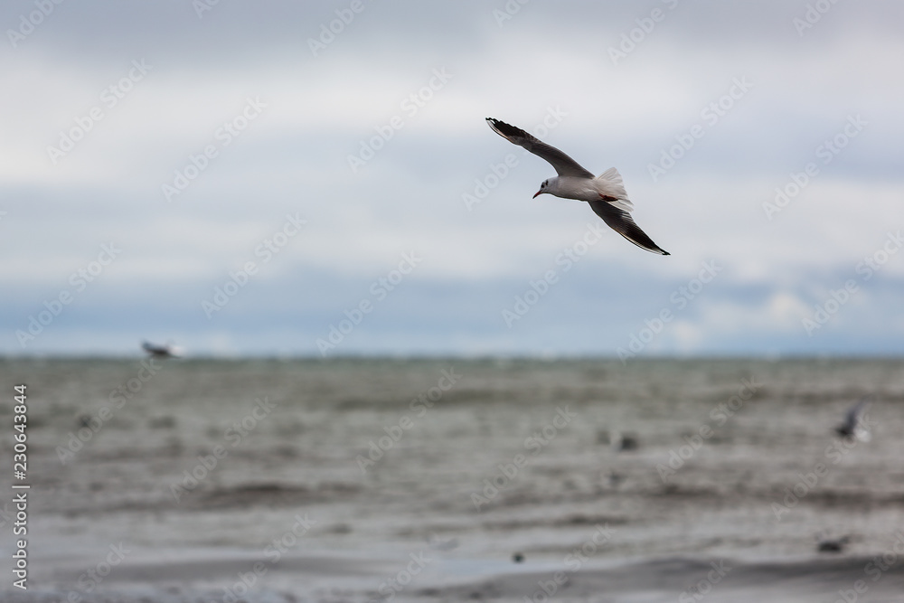 Fiskmås flyger vid havet Fiskmås flyger vid havet