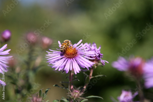 Bee pollinating a flower in the spring