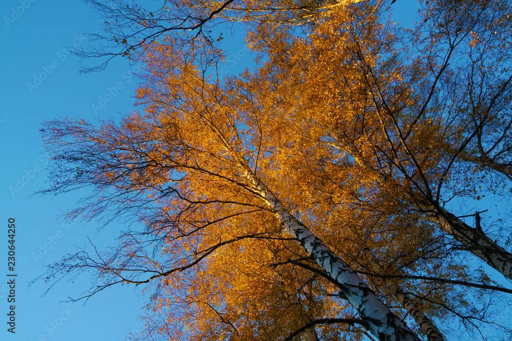 Birch forest in the fall with yellow foliage Birch forest in the fall with yellow foliage