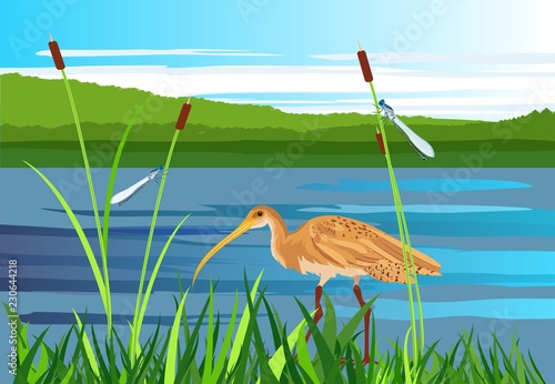 Sandpiper bird,  lake, gragonflies, wetland landscape, vector wildlife