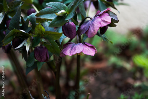 Purple Lenten Rose
