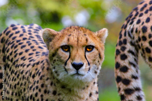 Cheetah looking into camera. Beautiful portrait of cheetah. Latin name is Acinonyx jubatus