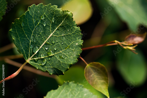 Raindrops On Aspen Leaf