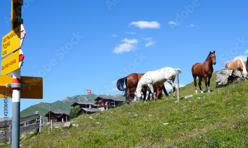 picturesque wooden mountain chalets in the Swiss Alps on a beautiful summer day with horses and a yellow hiking trail marker in the foreground photo