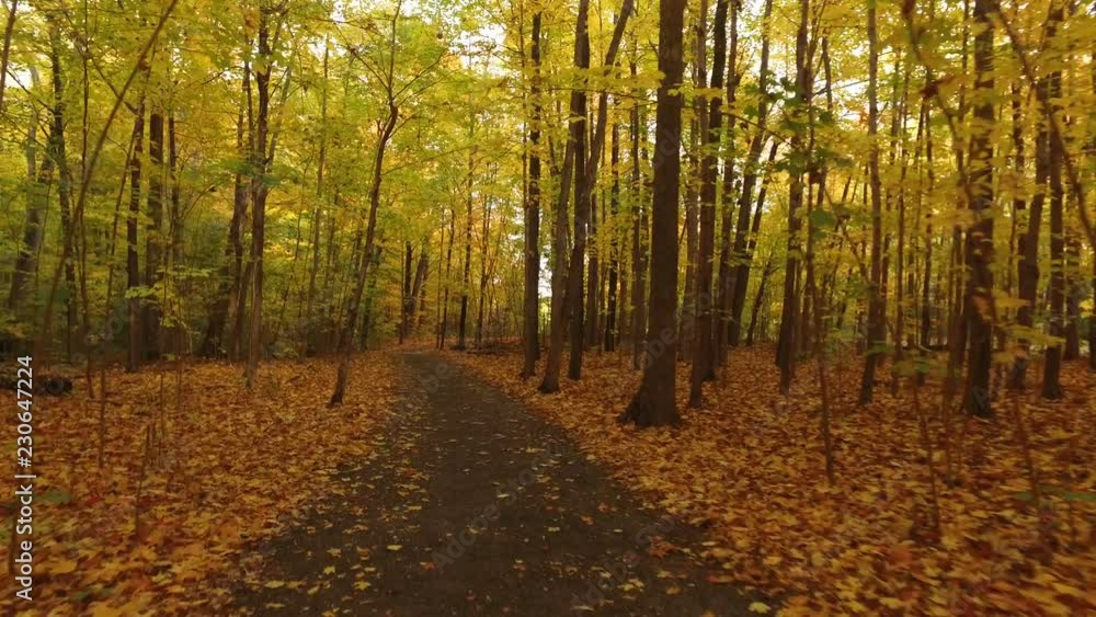 Walking path along autumn forest trees Walking path along autumn forest trees