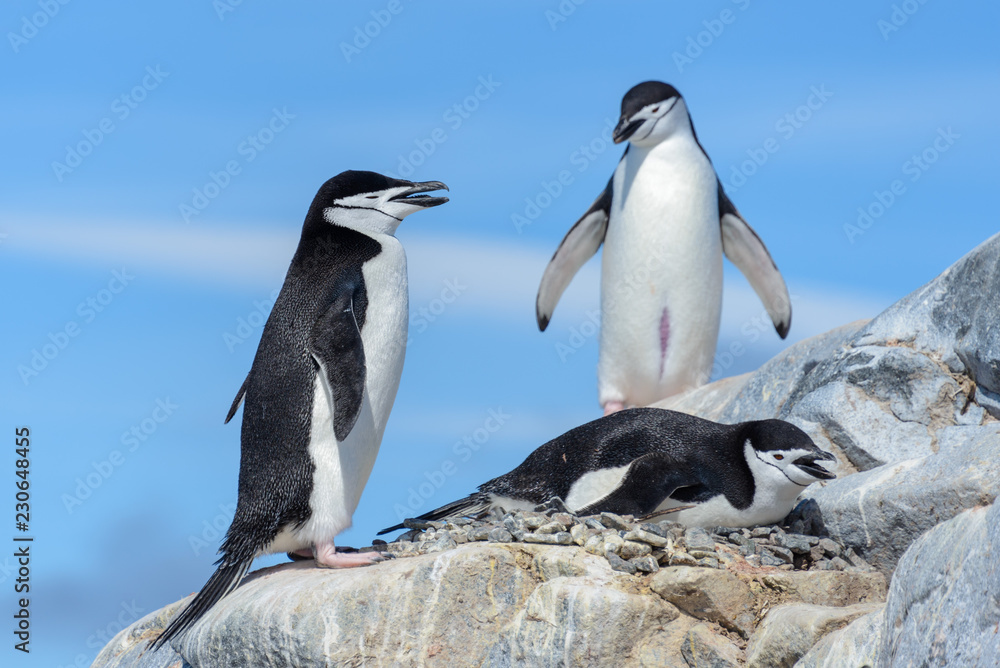 Obraz premium Chinstrap penguin on the beach in Antarctica
