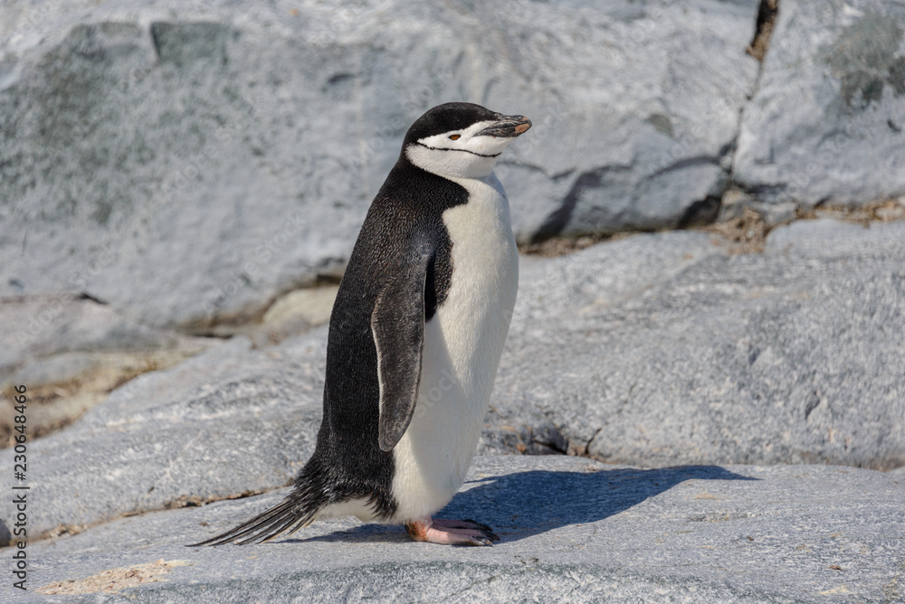 Naklejka premium Chinstrap penguin on the beach in Antarctica