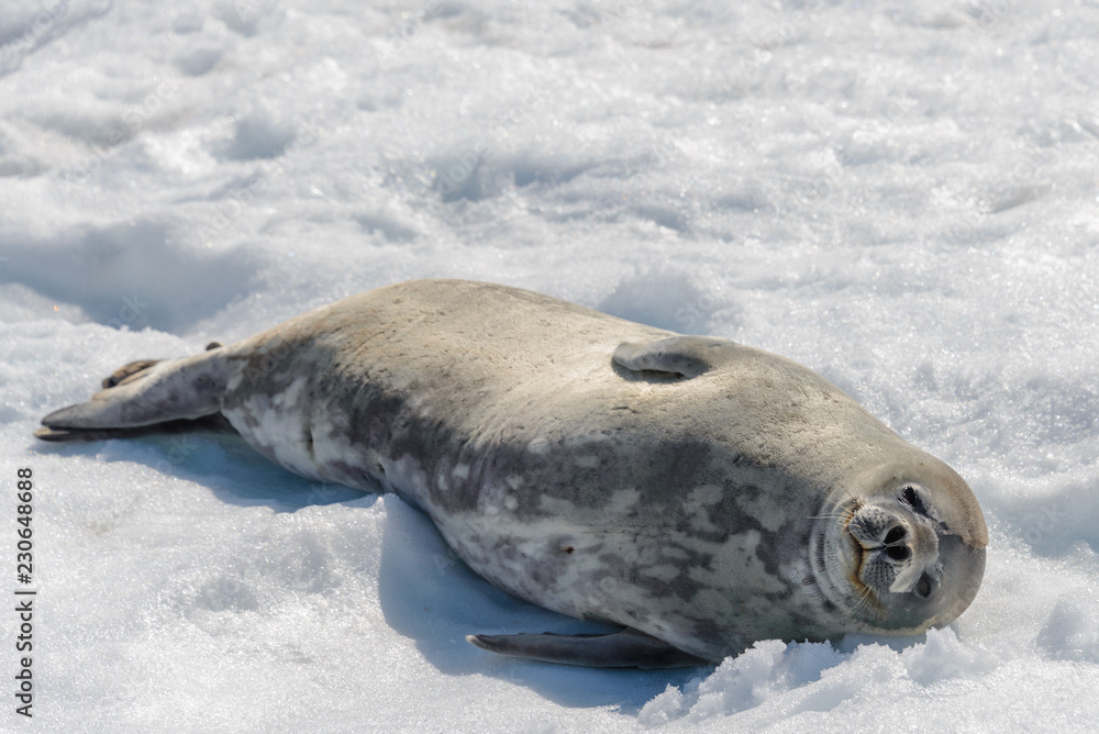 Obraz premium Leopard seal on beach with snow in Antarctica