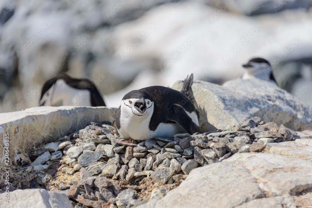 Obraz premium Chinstrap penguin laying on the rock in Antarctica