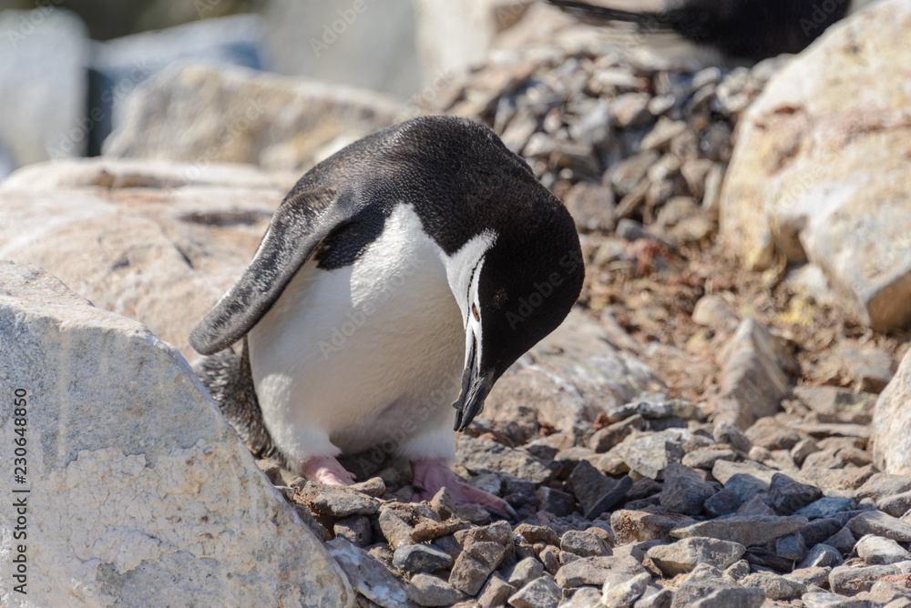 Naklejka premium Chinstrap penguin on the beach in Antarctica