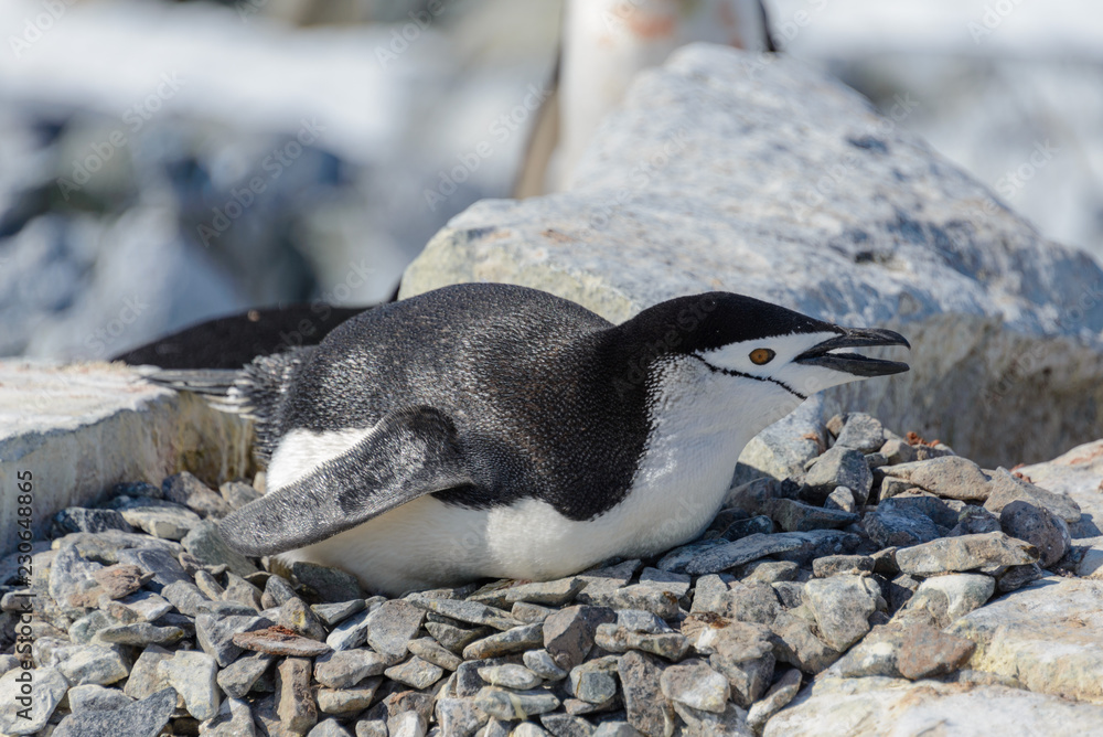 Fototapeta premium Chinstrap penguin laying on the rock in Antarctica