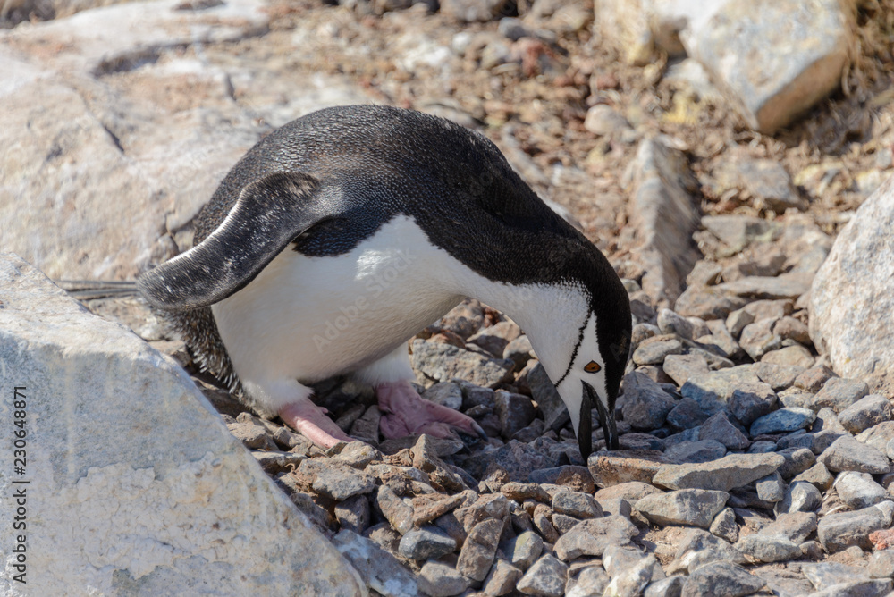Fototapeta premium Chinstrap penguin on the beach in Antarctica