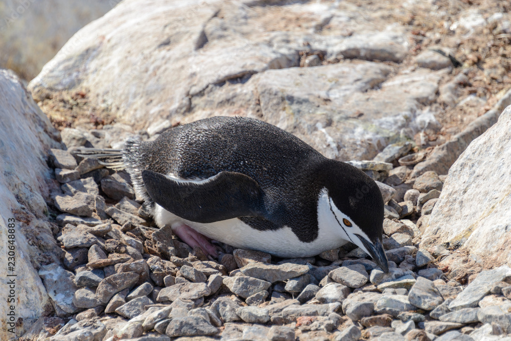 Fototapeta premium Chinstrap penguin laying on the rock in Antarctica