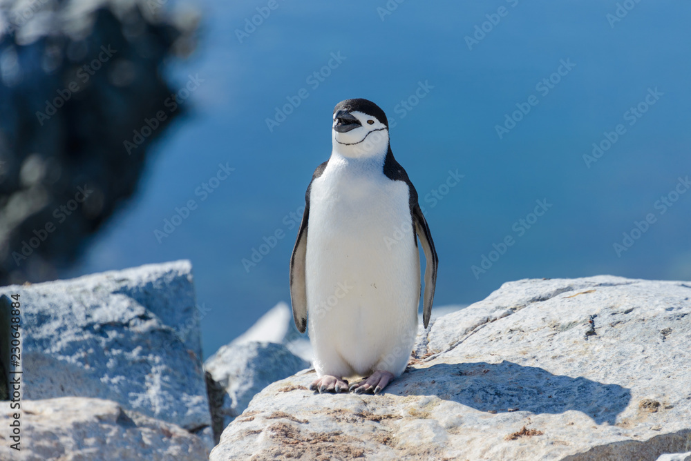 Fototapeta premium Chinstrap penguin on the beach in Antarctica