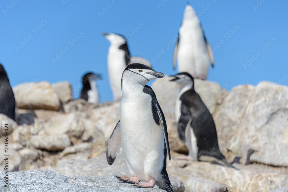 Obraz premium Chinstrap penguin on the beach in Antarctica