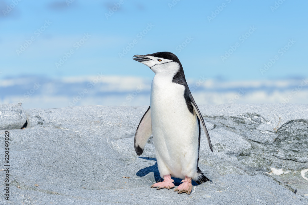Obraz premium Chinstrap penguin on the beach in Antarctica