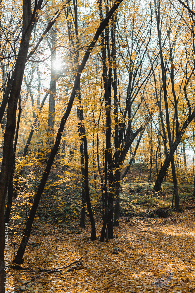Fototapeta premium beautiful autumnal forest with yellow trees on sunny day