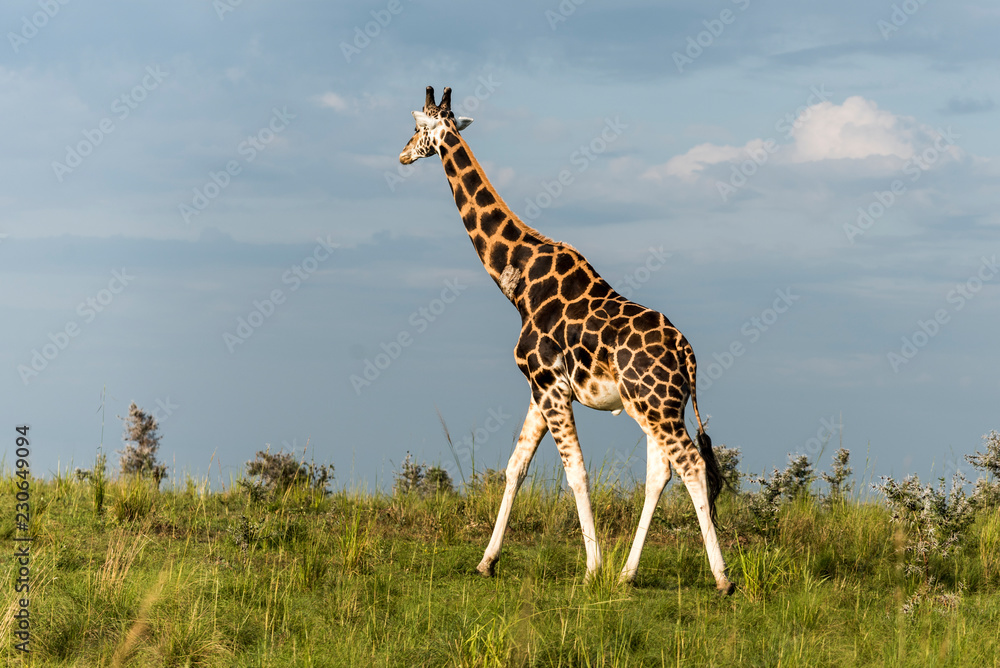 Fototapeta premium Giraffe in Murchison National Park, Uganda, Pearl of Africa