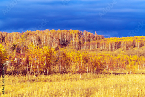 Natural landscape with yellow forest and field in autumn with thundery sky and setting sun