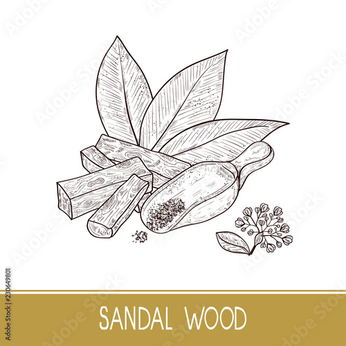 Sandal wood. Leaf, flower. Powder, bacillus, spoon. Monochrome. Sketch. On a white background.