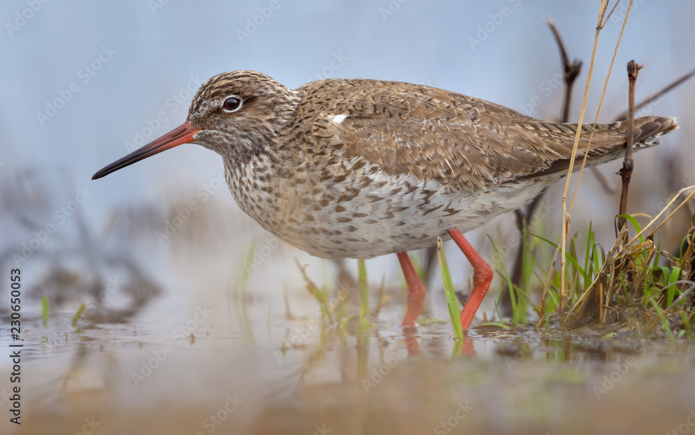 Common Redshank very close tight shot in spring waters in pond with grass Common Redshank very close tight shot in spring waters in pond with grass