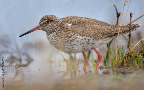 Common Redshank very close tight shot in spring waters in pond with grass photo