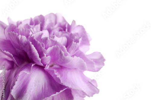 Beautiful blooming violet carnation on white background