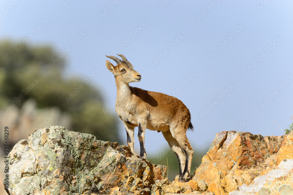 Mountain Goat in the natural area near the towns of Riolid and Salobre, Albacete, Spain. Mountain Goat in the natural area near the towns of Riolid and Salobre, Albacete, Spain.