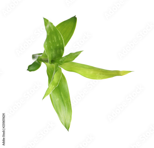 Beautiful green bamboo leaves on white background