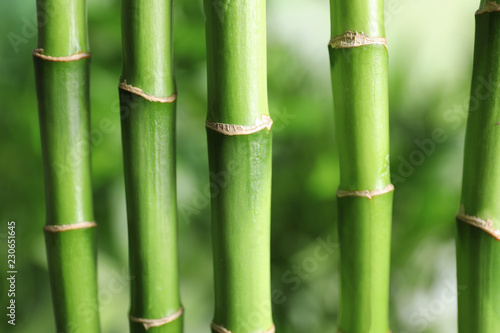 Fototapeta Naklejka Na Ścianę i Meble -  Beautiful green bamboo stems on blurred background
