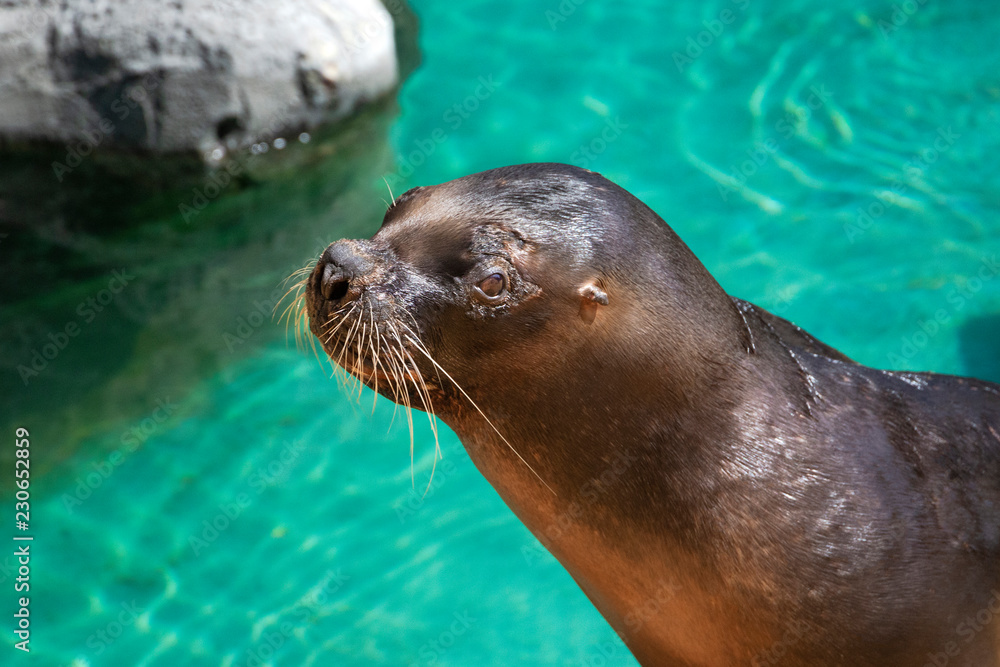 Obraz premium closeup of cute sea lion (seal) in the blue water