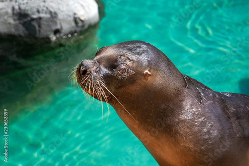 closeup of cute sea lion (seal) in the blue water
