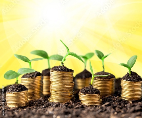 Coins in soil with young plants