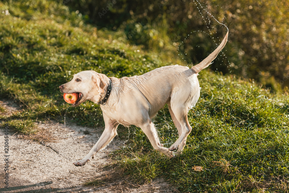 wet adorable golden retriever running with apple in mouth outdoors wet adorable golden retriever running with apple in mouth outdoors