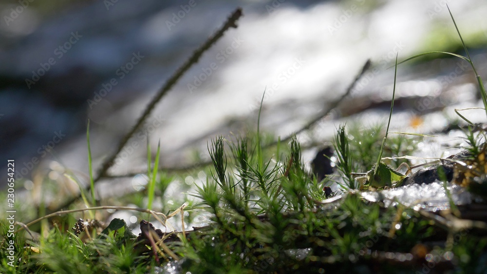 Moss on tree in Forest with snow in Background. Spring is coming Moss on tree in Forest with snow in Background. Spring is coming