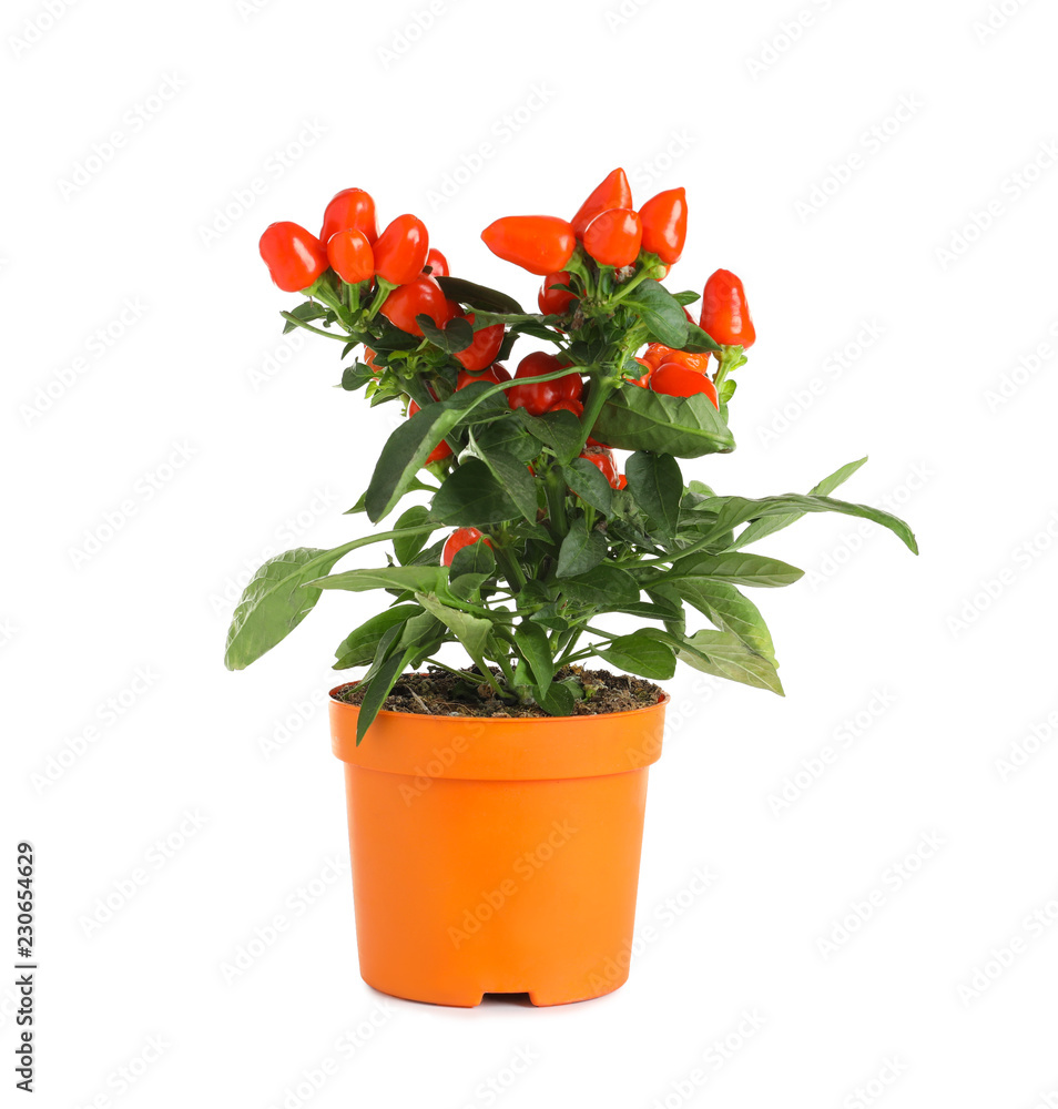 Potted chili pepper plant on white background