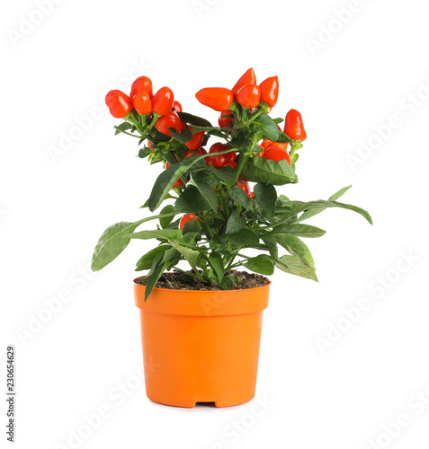 Potted chili pepper plant on white background
