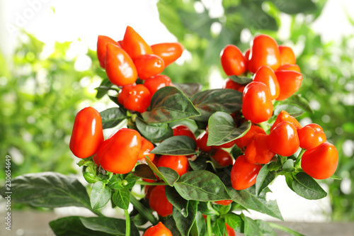 Chili pepper plant on blurred background, closeup