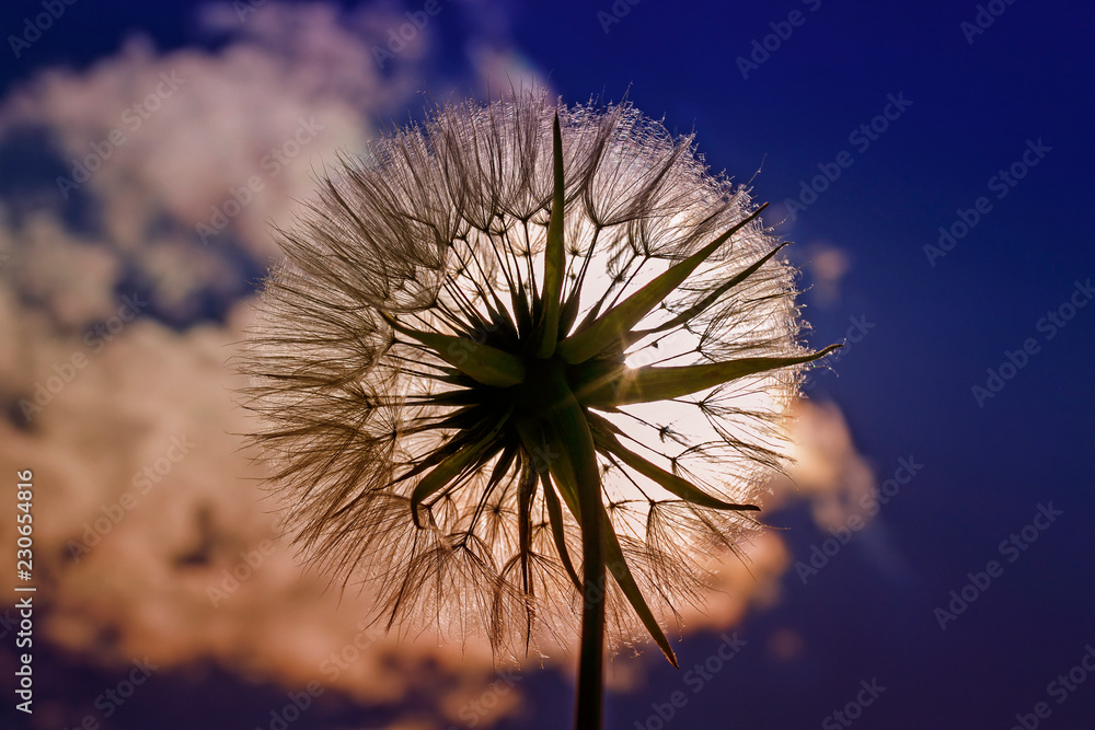 Obraz premium piękny kwiat mniszka lekarskiego puszyste nasiona przeciw błękitne niebo w jasnym świetle zachodzącego słońca