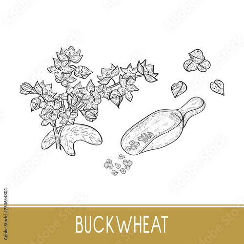Buckwheat. Plant. Scoop, grits. Sketch. Monochrome. On a white background. Set